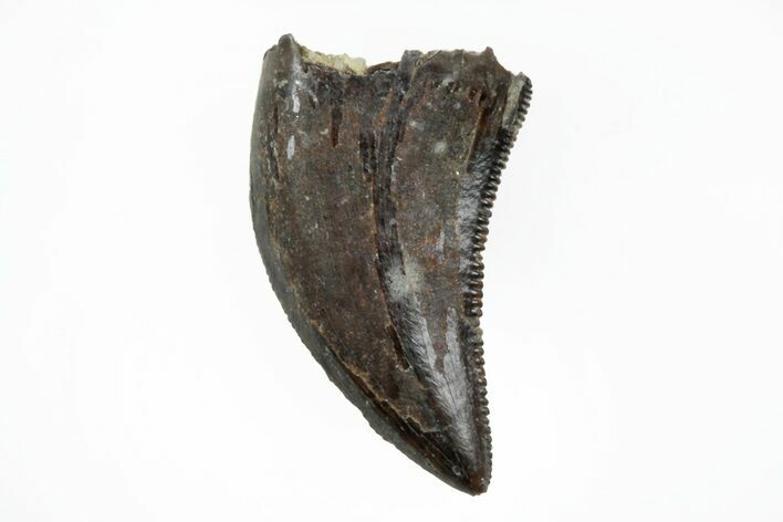 Serrated, Theropod (Raptor) Tooth - Judith River Formation #217185
